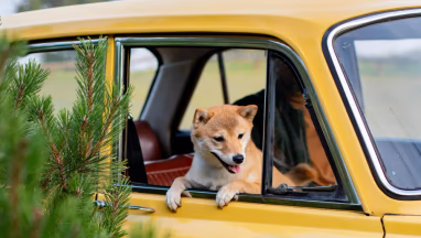 Moving <span>with a pet</span> to Poland: